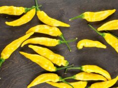 Aji Pineapple Peppers – a Productive and Tasty Chili